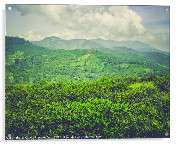 Green Tea Plantation on Mountain Acrylic by Quang Nguyen Duc