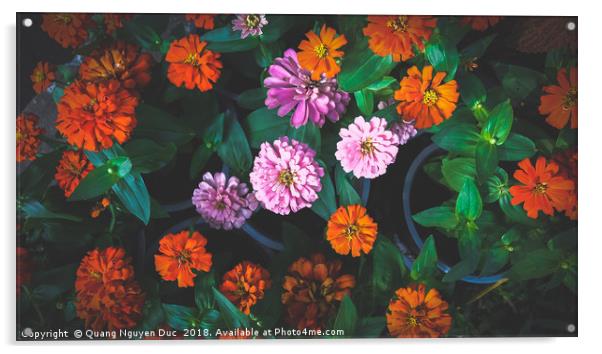 Colorful Daisy Acrylic by Quang Nguyen Duc