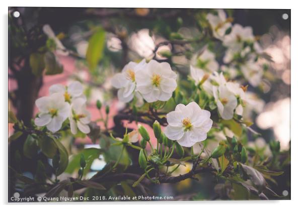 White Apricot Blossom Acrylic by Quang Nguyen Duc