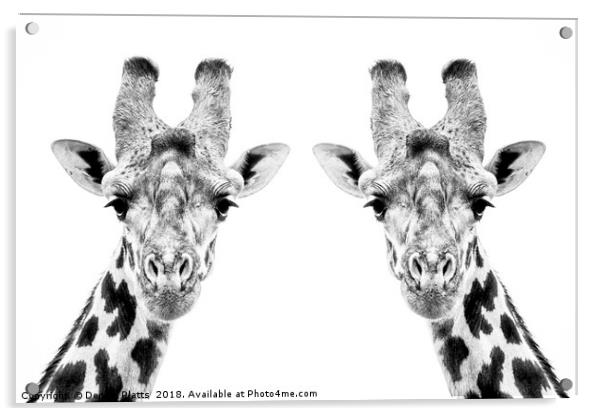 Giraffe Twins Acrylic by Dennis Platts