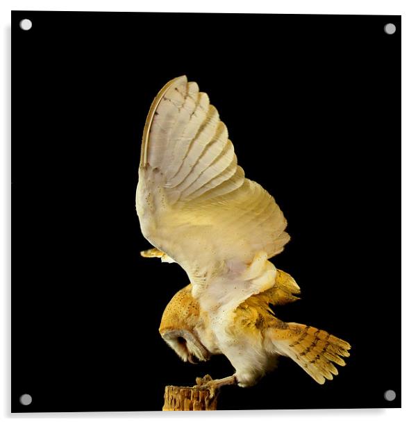 Barn Owl Acrylic by Trevor Coates
