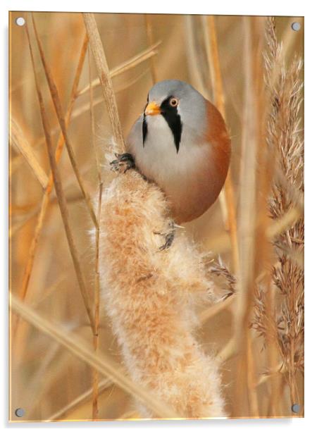 Bearded Tit Acrylic by Trevor Coates