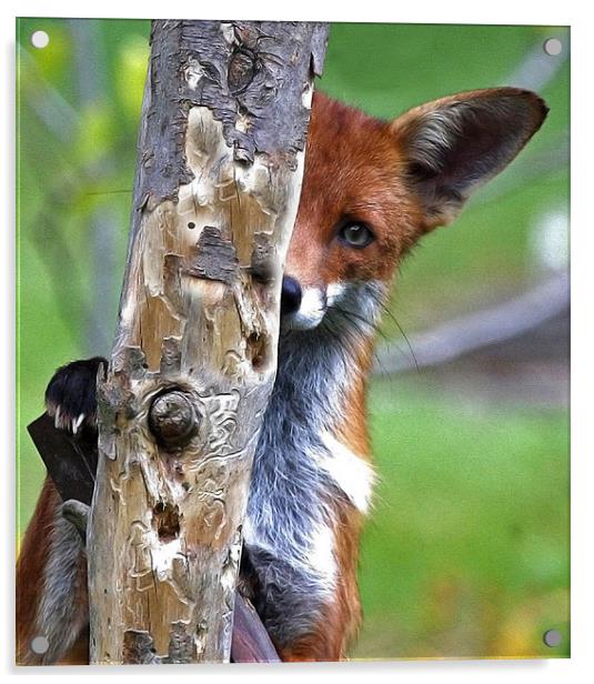 Fox Hide & Seek Acrylic by Trevor Coates