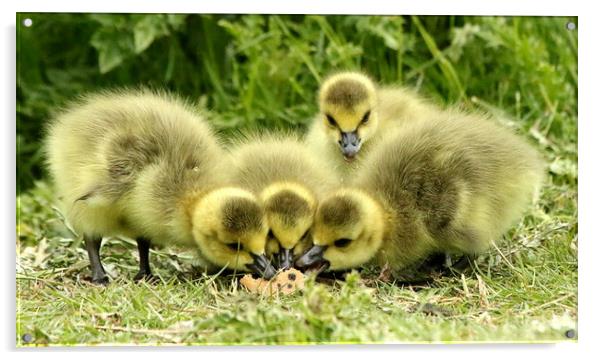 Cute Goslings feeding Acrylic by Trevor Coates