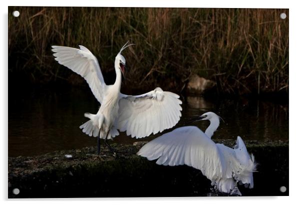 Little Egrets fighting Acrylic by Trevor Coates