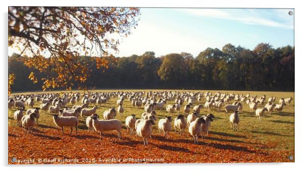 500 Sheep Acrylic by Geoff Richards
