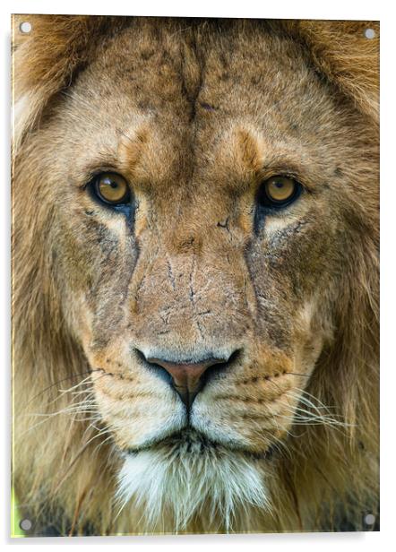 Male African Lion up close. Acrylic by Andrew Michael