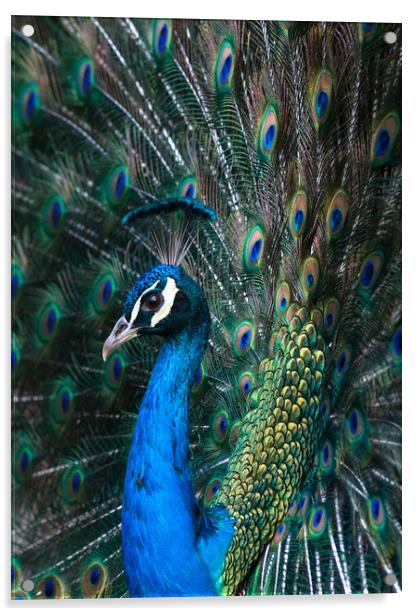 Indian blue peacock displaying plumage Acrylic by Andrew Michael