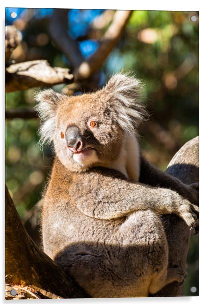 Koala on a tree Acrylic by Andrew Michael