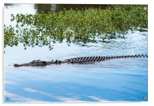 Saltwater crocodile in Kakadu Acrylic by Andrew Michael