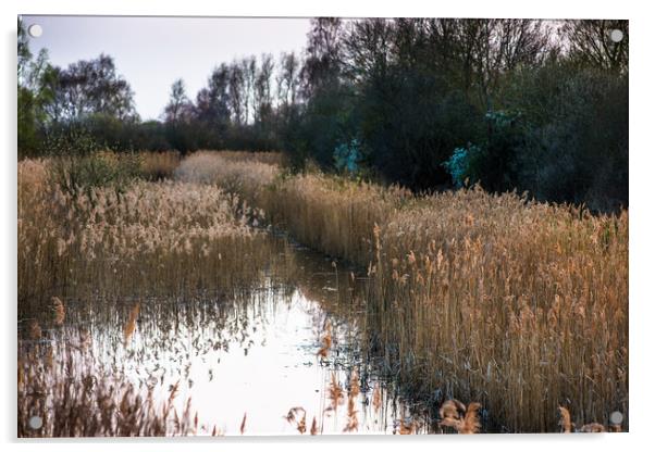 Reed beds at Wicken Fen  Acrylic by Andrew Michael