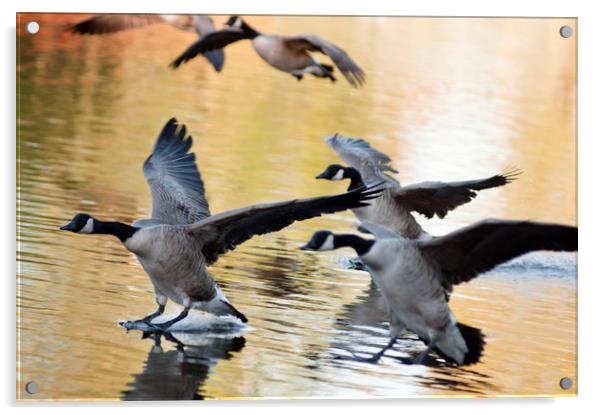 Canada geese landing at sunset Acrylic by Andrew Michael