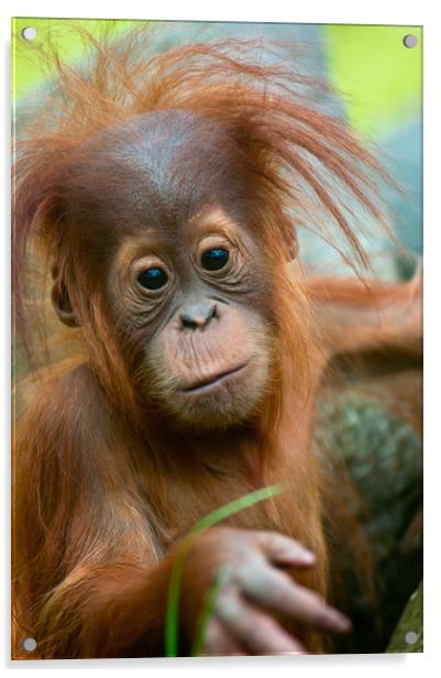 Cute baby Orangutan Acrylic by Andrew Michael