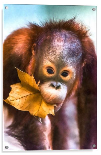 Cute baby orangutan Acrylic by Andrew Michael