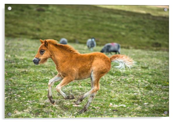 Dartmoor pony foal Acrylic by Andrew Michael