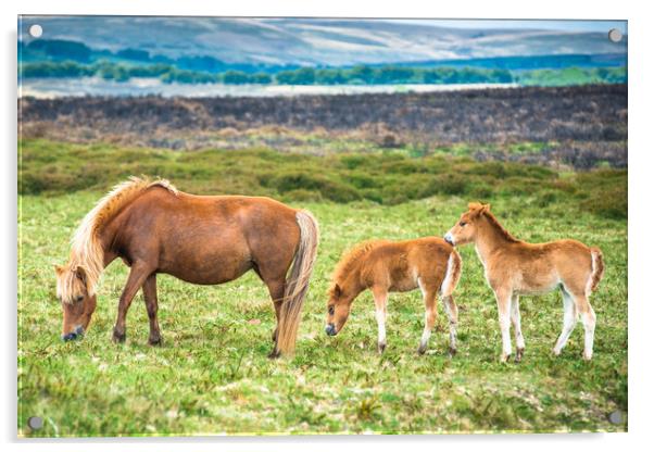 Dartmoor pony mare and two foals  Acrylic by Andrew Michael