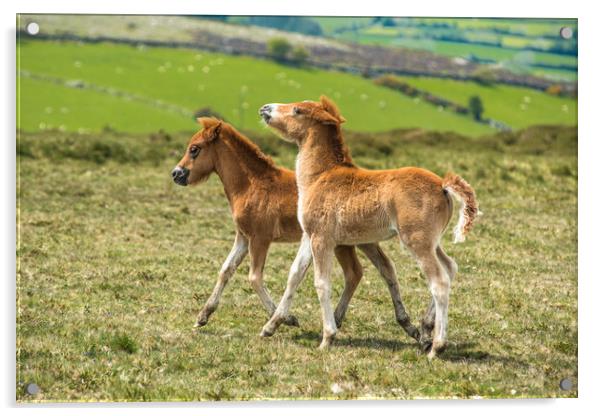 Two Dartmoor pony foals Acrylic by Andrew Michael