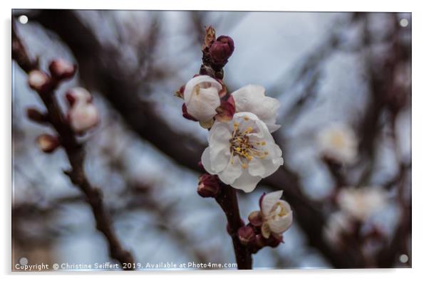 Almond blossom Acrylic by Christine Seiffert