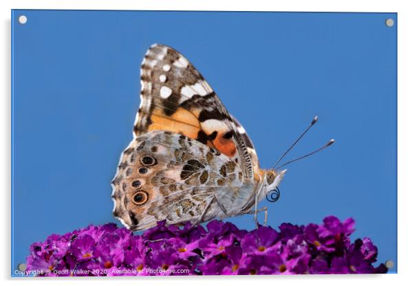 Painted lady butterfly  Acrylic by Geoff Walker