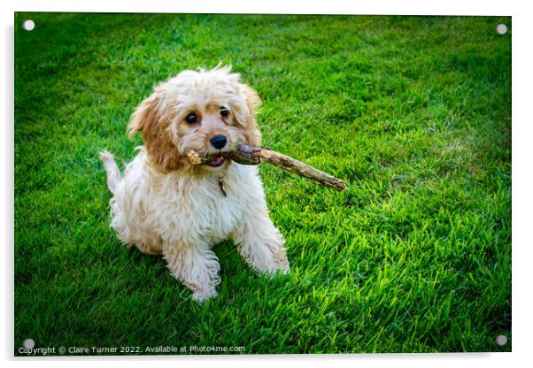 Cavapoo puppy sat on grass with its stick Acrylic by Claire Turner