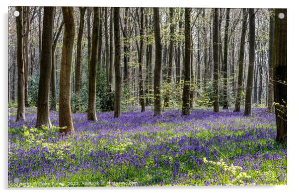 Bluebells in Wild Woods #2 Acrylic by Claire Turner