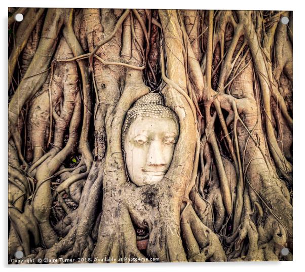 Buddha head in tree roots Acrylic by Claire Turner