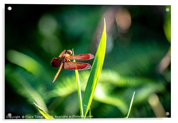 Red dragonfly Acrylic by Claire Turner