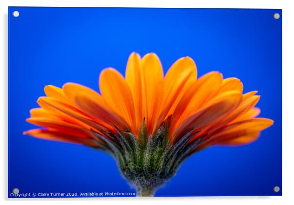 Orange Gerbera Daisy Acrylic by Claire Turner