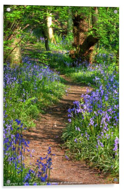 Bluebell Path Acrylic by Tom Holmes