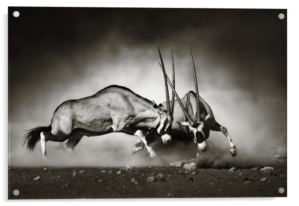 Gemsbok fight Acrylic by Johan Swanepoel