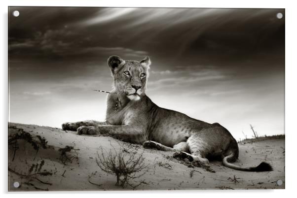 Lioness on desert dune Acrylic by Johan Swanepoel