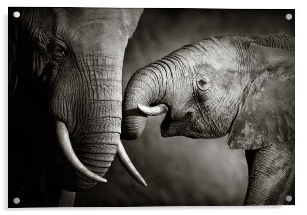 Elephant affection (Artistic processing) Acrylic by Johan Swanepoel
