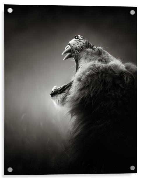 Lion displaying dangerous teeth Acrylic by Johan Swanepoel