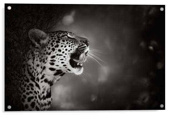 Leopard portrait Acrylic by Johan Swanepoel