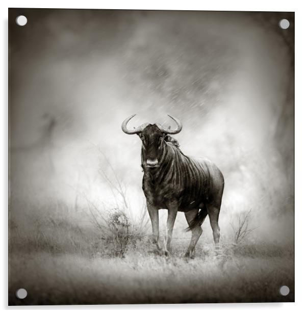 Blue Wildebeest in rainstorm Acrylic by Johan Swanepoel