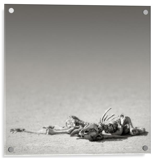 Eland skeleton in desert Acrylic by Johan Swanepoel