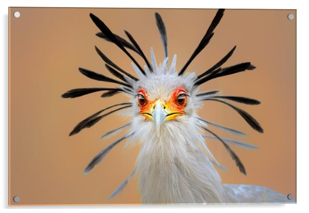 Secretary bird portrait close-up Acrylic by Johan Swanepoel