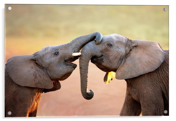 Elephants touching each other gently Acrylic by Johan Swanepoel