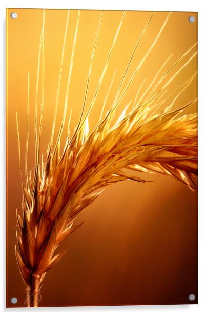 Wheat macro Acrylic by Johan Swanepoel