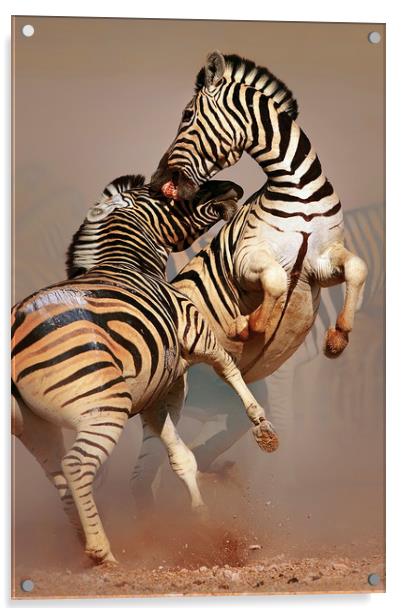 Zebras fighting Acrylic by Johan Swanepoel
