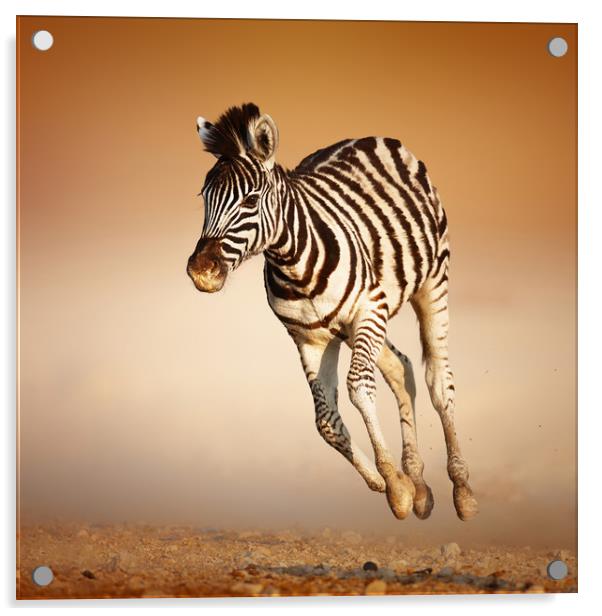 Zebra calf running Acrylic by Johan Swanepoel