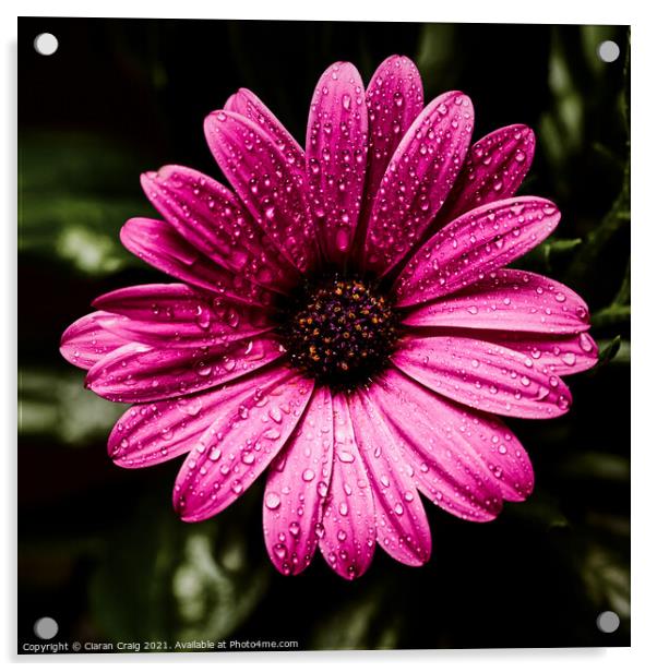 Little pink daisy  Acrylic by Ciaran Craig