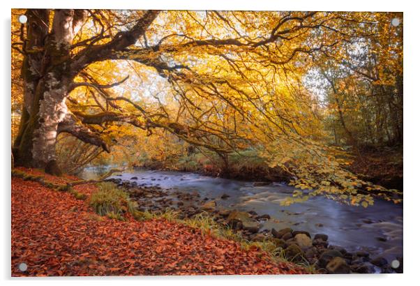 Ness Woods at Sunrise  Acrylic by Ciaran Craig