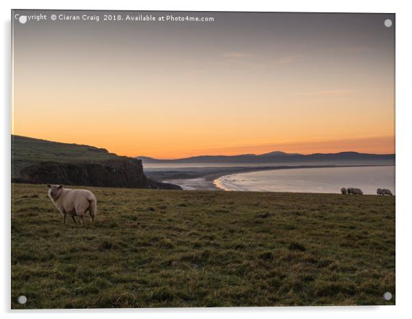 Sheep enjoying the sunset  Acrylic by Ciaran Craig