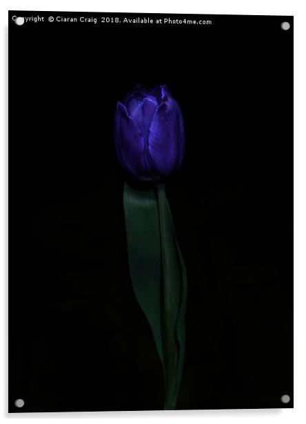 Purple Tulip  Acrylic by Ciaran Craig