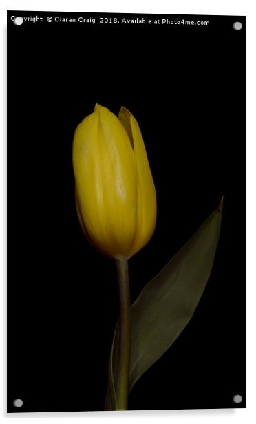 Yellow  Tulip Acrylic by Ciaran Craig