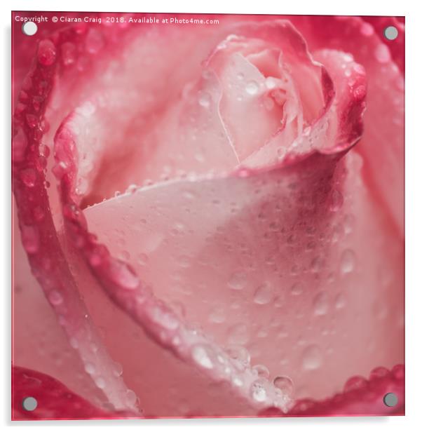 The Rose  Acrylic by Ciaran Craig