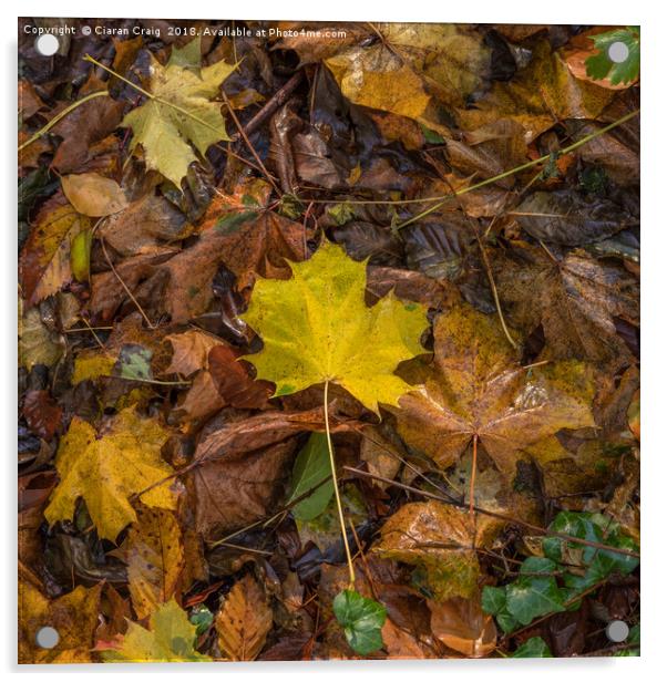 Yellow Maple Leaf  Acrylic by Ciaran Craig