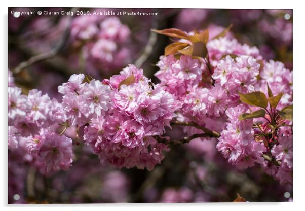 Cheery Blossom Season  Acrylic by Ciaran Craig
