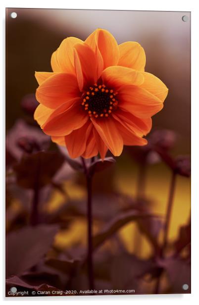Orange Flower  Acrylic by Ciaran Craig